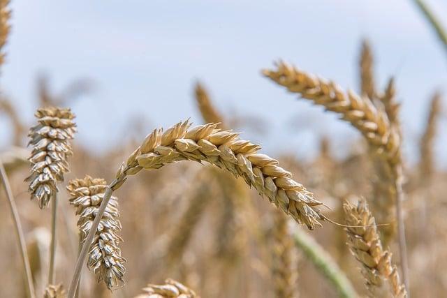 Pšenice a Lepek: Co by Celiaci Měli Vědět