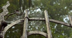 Železo v potravinách: Jak předejít anémii přirozeně