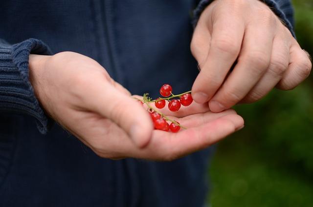 Bio Kuře: Jak Dlouho Roste a Jaké Jsou Výhody?