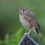 Obsahuje Droždí Lepek? Průvodce pro Bezlepkovou Dietu