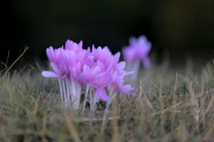 Cizrna a Lepek: Bezpečná Volba pro Bezlepkovou Dietu